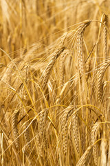 Field of Barley or Wheat Growing in the sun