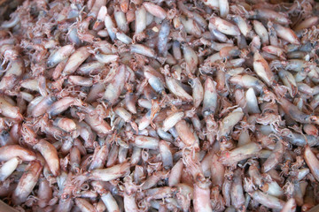 Boiled salted squids