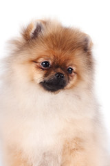 Portrait of a puppy of a spitz-dog