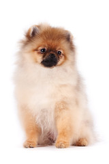 Puppy of a spitz-dog