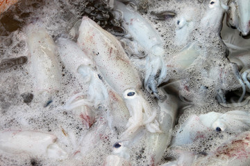 Fresh squids