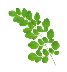 Moringa oleifera leaves isolated on white background © Winai Tepsuttinun