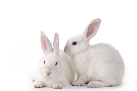portrait of cute rabbits