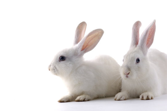 Couple cute white baby rabbits.
