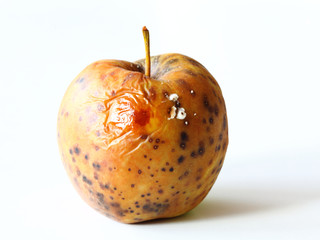 apple spoiled on white background