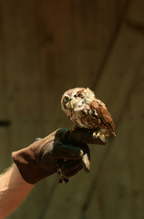 Injured owl