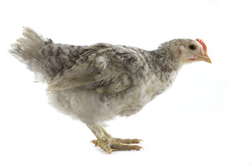 Hen isolated on white