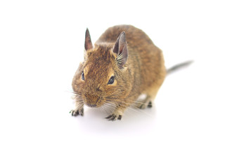 Degu Mouse on white background
