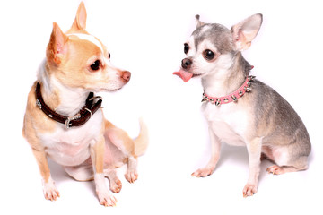 Chihuahua dog portrait