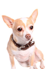 Chihuahua dog portrait