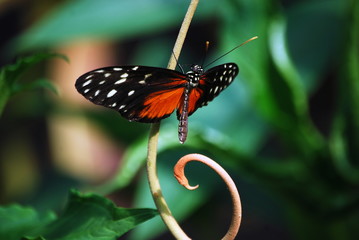 A Golden Helicon Butterfly on a Curved Stalk.