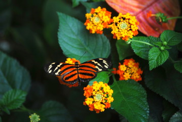Tiger looking butterfly in the flowers.