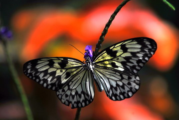 White Tree Nymph Butterfly on a Stalk