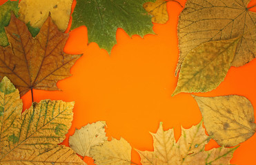 Background of autumn leaves