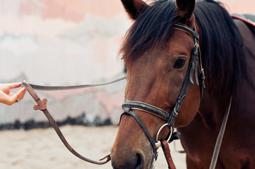 Obraz premium beautiful horse