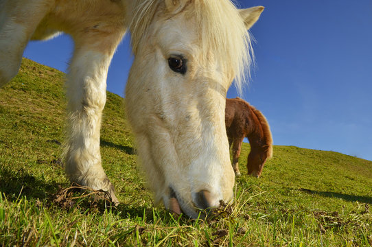 Islandpony