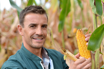 Farmer in field checking on corncobs - obrazy, fototapety, plakaty