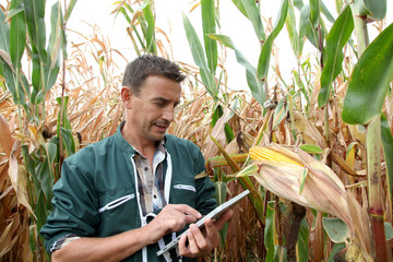 Farmer checking on corn crops © goodluz