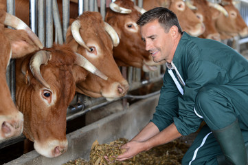 Closeup on cows being fed by cattleman