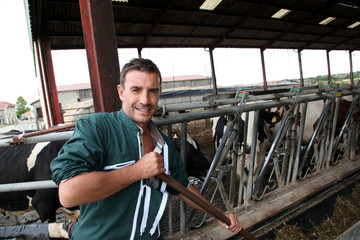 Fototapeta na wymiar Farmer używając widelca w stodole nakarmić krowy
