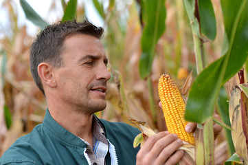 Farmer in field checking on corncobs © goodluz