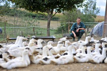Ducks outside de farm and farmer in background