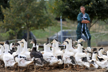 Ducks outside de farm and farmer in background © goodluz