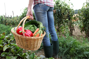 Closeup of basket full of fresh vegetables