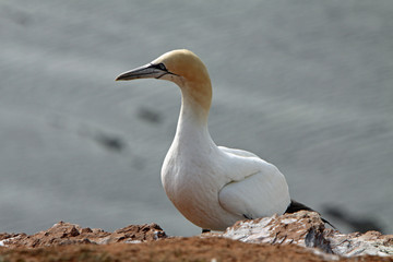 Basstölpel am Vogelfelsen auf Helgoland