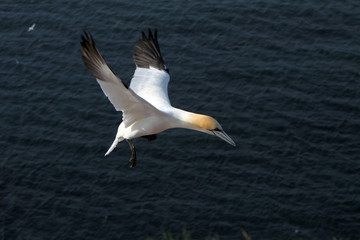 Basstölpel am Vogelfelsen auf Helgoland
