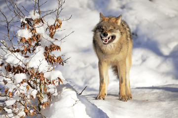 Obraz premium Wolf drohend Winter