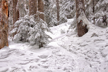 Snowshoe Trail Through the Trees