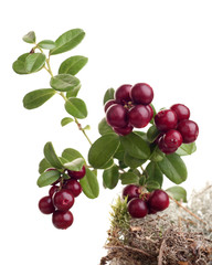 cranberry and moss on white background