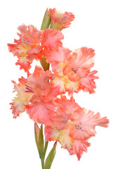 gladiolus on white background