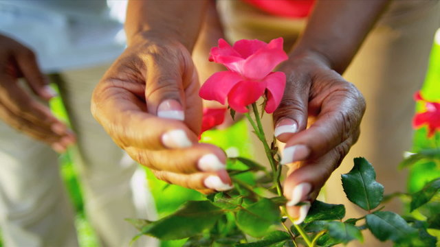 Mature African American Hands Working Garden