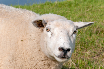 Obraz premium Portrait of a curious sheep