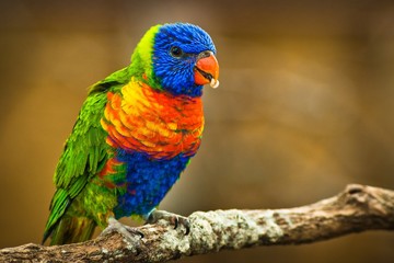 lori Lorikeet