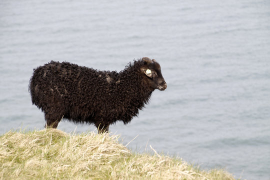 Skudden-Lamm auf Helgoland