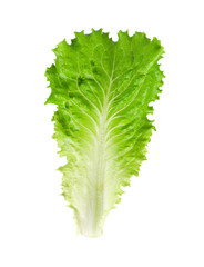 Green lettuce