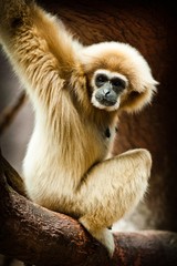 Obraz premium gibbon