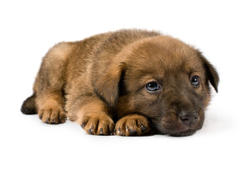 small brown puppy