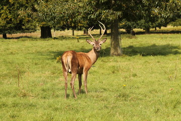 A Young Red Deer Interupted Whilst Eating Grass.
