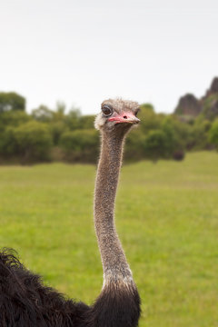 Ostrich portrait watching closely