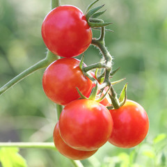 pomodori ciliegia su pianta