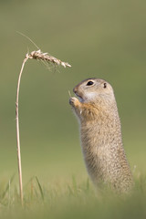 Ziesel, Herbstfutter