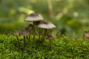 mushrooms, growing on moss