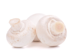 Champignon mushroom