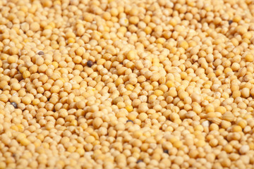 SENF im Gewürzfach © Herby Meseritsch