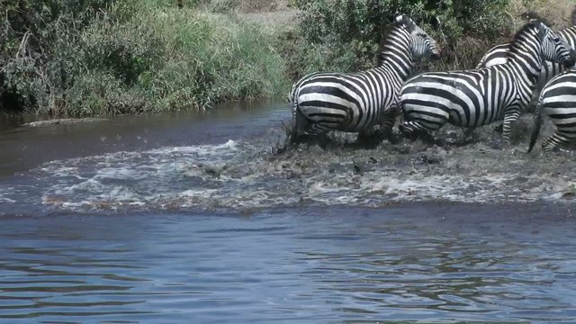 zebra wildebeast at waterhole , Serengeti, Tanzania, Africa