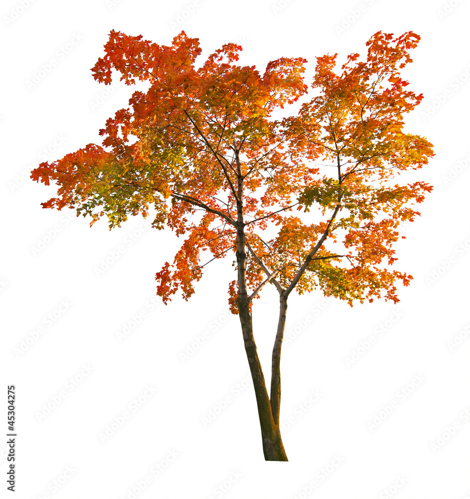 Canvas Prints red autumn maple tree isoalted on white